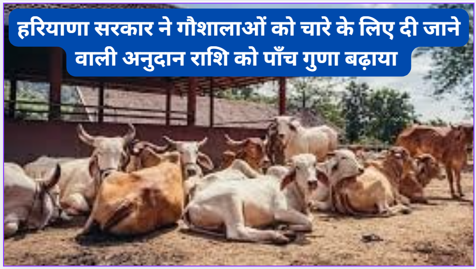 Haryana government increased the grant amount given to cowsheds for fodder by five times